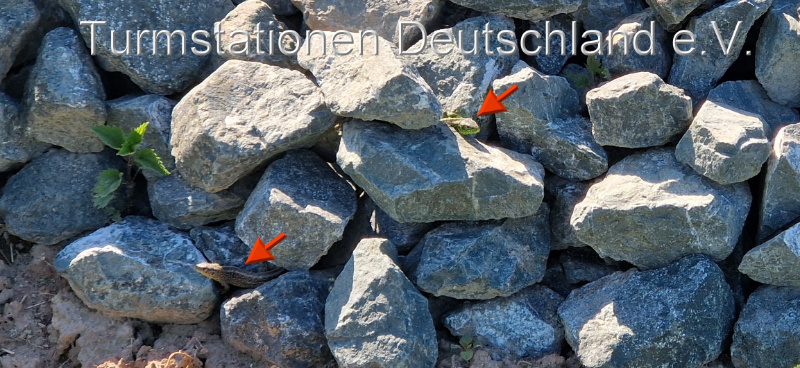 Bild zum Eintrag (1121297-329)