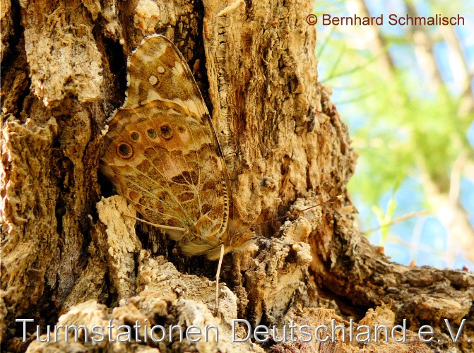 Bild zum Eintrag (1124459-329)