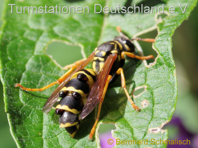Bild zum Eintrag (1125403-329)