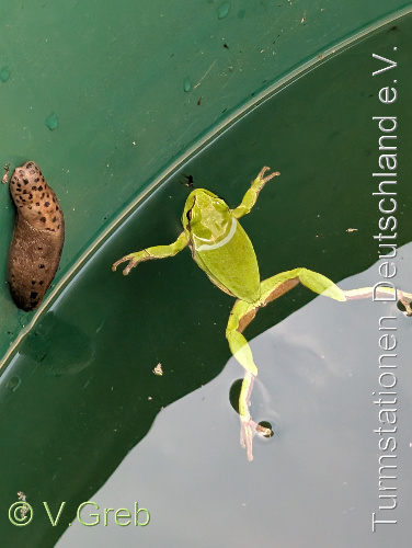 Bild zum Eintrag (1125548-329)