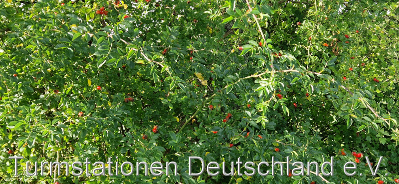 Bild zum Eintrag (1126370-329)