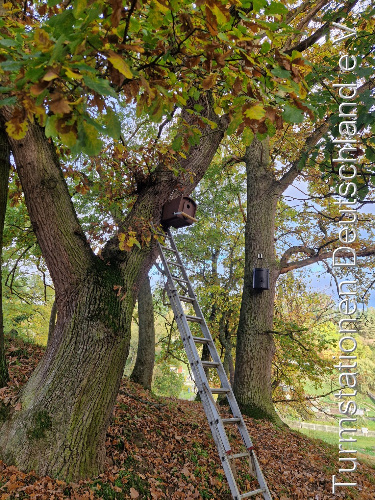 Bild zum Eintrag (1129016-329)