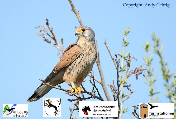 Bild zum Eintrag (1129917-329)