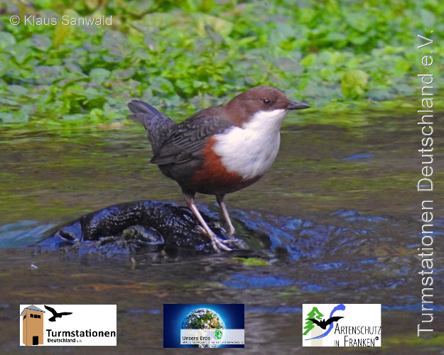 Bild zum Eintrag (1130856-329)