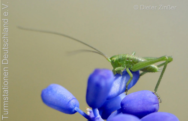 Bild zum Eintrag (1131593-329)