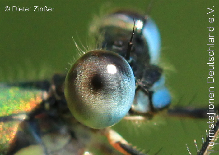 Bild zum Eintrag (1133214-329)