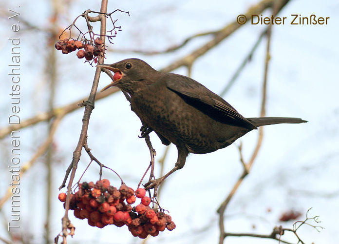Bild zum Eintrag (1133238-329)
