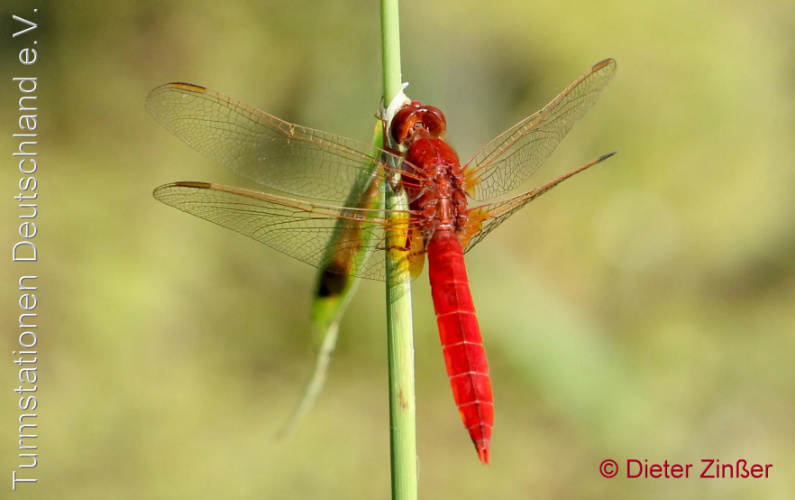 Bild zum Eintrag (1134871-329)