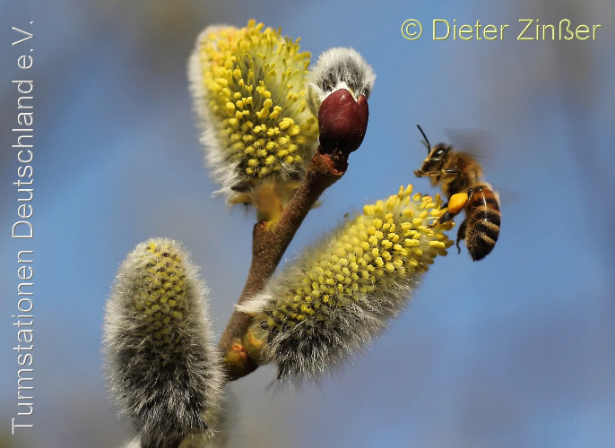 Bild zum Eintrag (1136792-329)