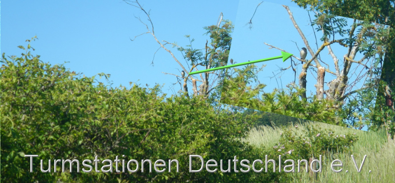 Bild zum Eintrag (1142223-329)