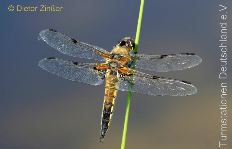 Bild zum Eintrag (1143707-329)