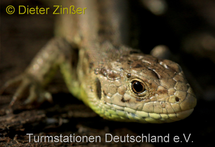 Bild zum Eintrag (1146196-329)