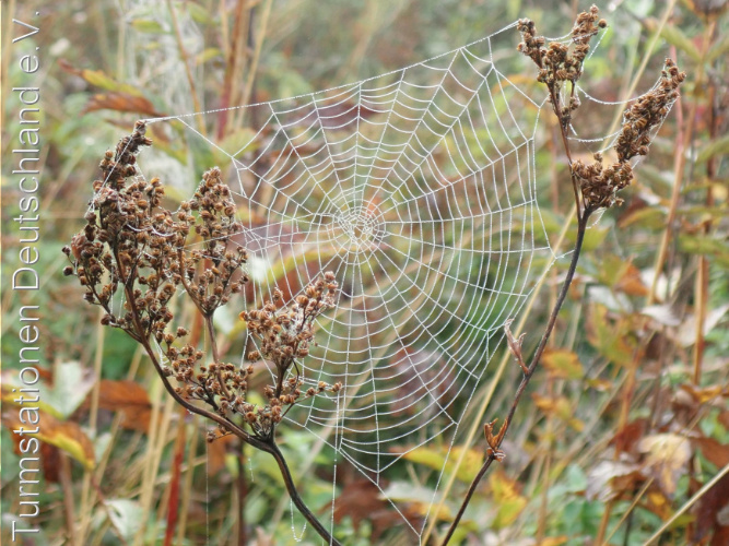 Bild zum Eintrag (1149537-329)
